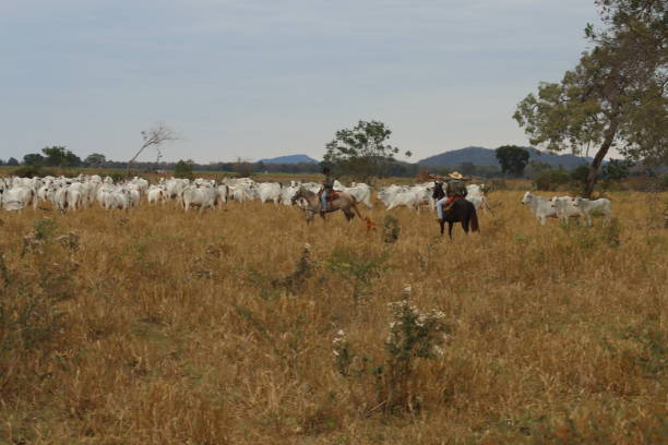 cowboy on horseback taking care of cattle