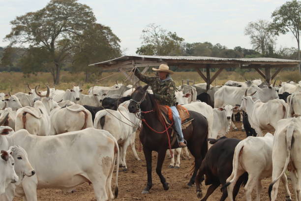 istock cowboy taking care of cattle 2162139292