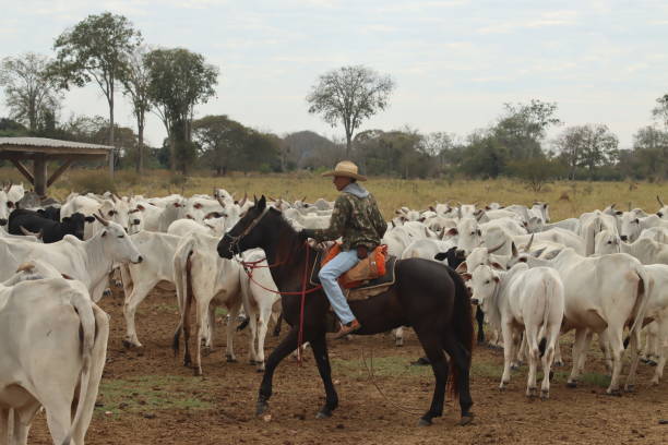 istock cowboy taking care of cattle 2162139295