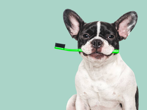 Cute puppy and toothbrush. Studio shot, isolated background