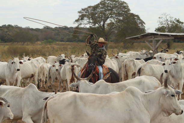 istock cowboy taking care of cattle 2162139891