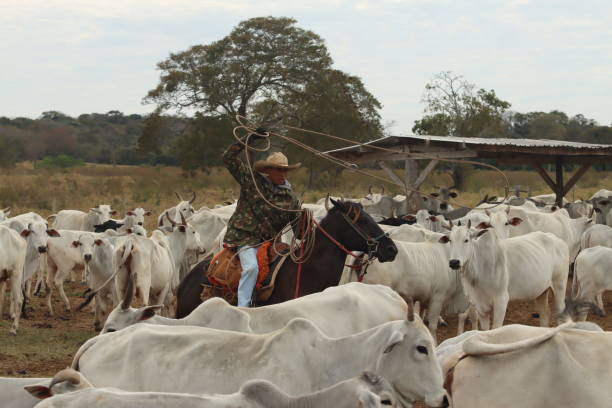 istock cowboy taking care of cattle 2162139892