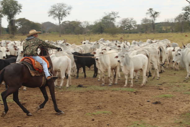istock cowboy taking care of cattle 2162139897