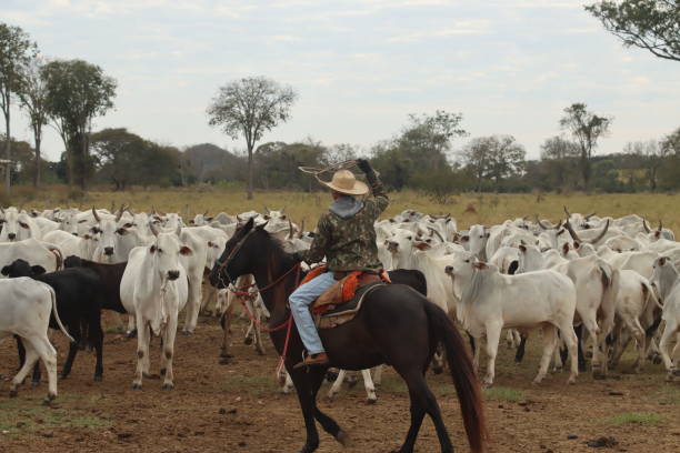istock cowboy taking care of cattle 2162139918
