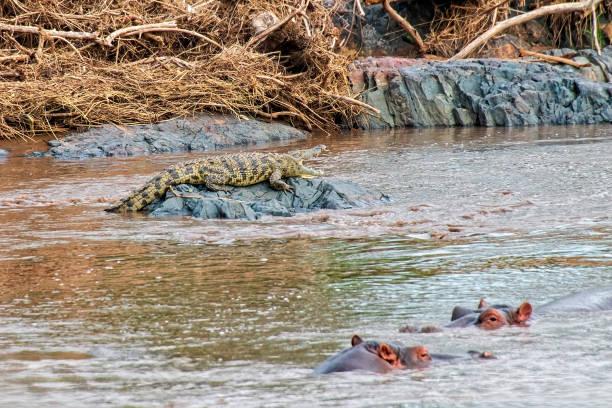 istock Nile Crocodile Resting on Large Rock with Hippos in Foreground 2162140171