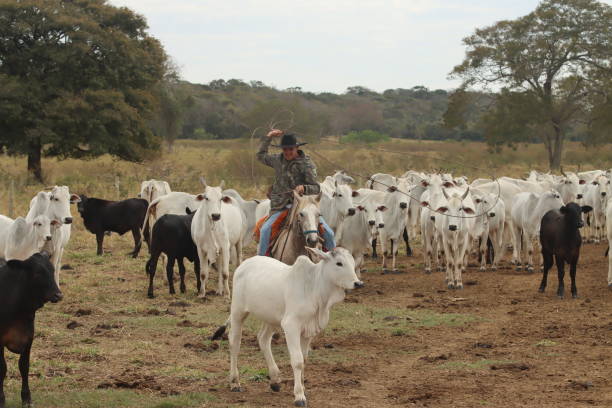 cowboy on horseback taking care of cattle