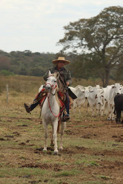 istock cowboy taking care of cattle 2162140248