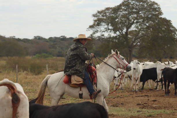 istock cowboy taking care of cattle 2162140249