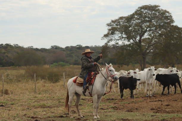 istock cowboy taking care of cattle 2162140251