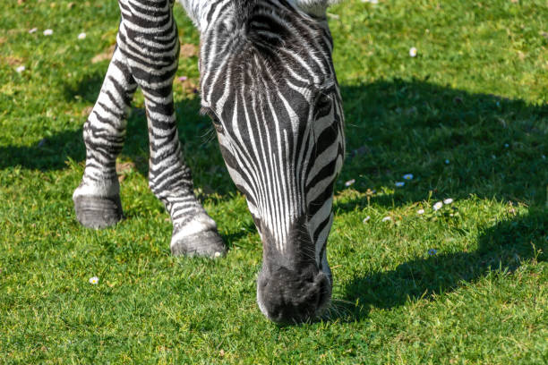 Zebra with a look into the camera while eating grass from the green ground.
