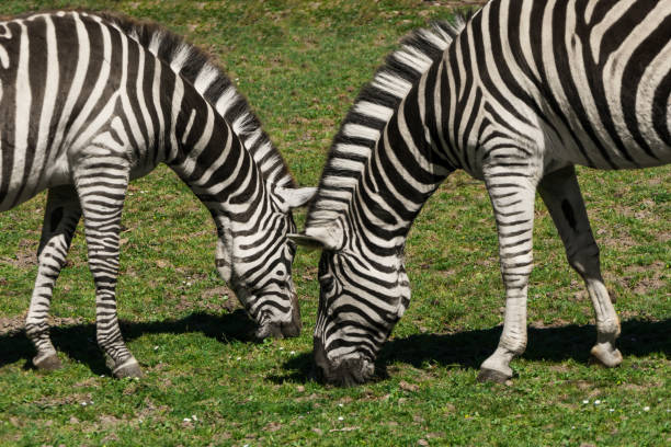 On a sunny day, two zebras face each other as they eat grass from the pasture.