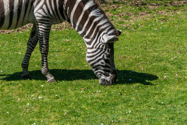 Close up of a zebra in profile as it eats green grass on a sunny day.