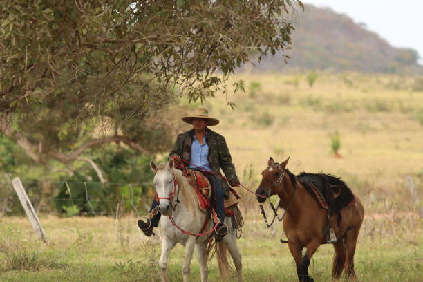istock cowboy taking care of cattle 2162140305