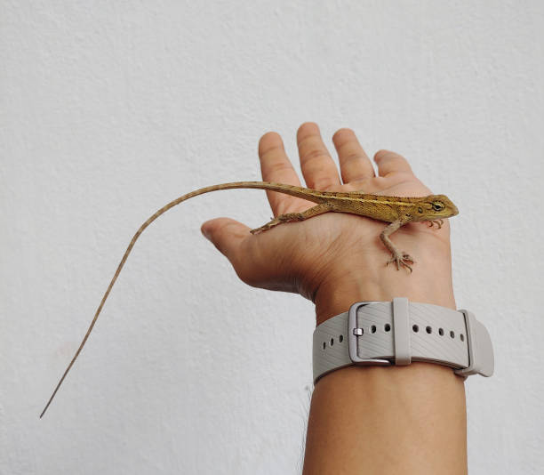 istock Beautiful small lizard sits on human hand in white background stock photo 2162142149
