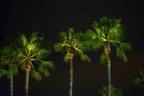 The Illuminated palm trees at night against a dark sky creating a vibrant tropical scene in San Pedro