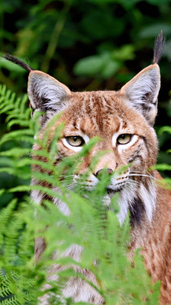 istock Eurasian lynx in the Black Forest 2162144471