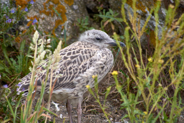 A fluffy seagull chick perches on the rugged rocks of the Cies Islands, located off the coast of Galicia, Spain.