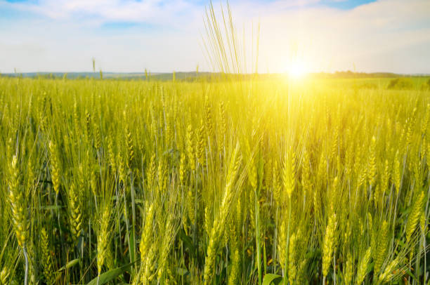 istock Green wheat field and colorful sunrise. 2162145787