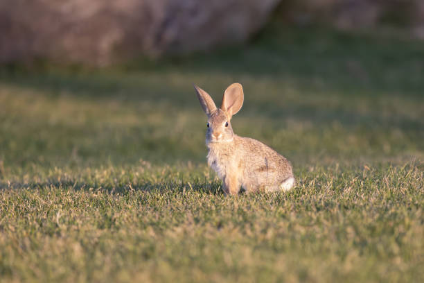 A desert cottontail in evening light on a grassy lawn.