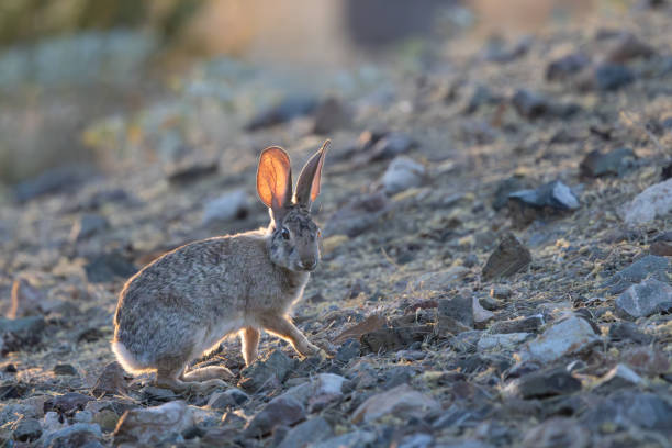 istock A desert cottontail in evening light on the desert floor 2162145892
