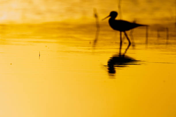 Photograph of the reflection in the water of a Black-winged Stilt at sunset, photograph taken in the Laguna de Fuente de Piedra (Málaga, Spain)
