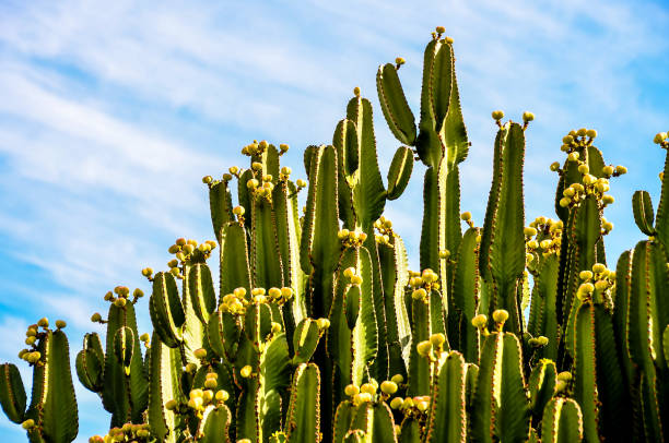 istock A bunch of cacti are growing in a field 2162147280