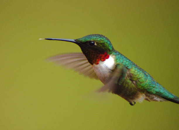 istock Male hummingbird in flight 2162148067