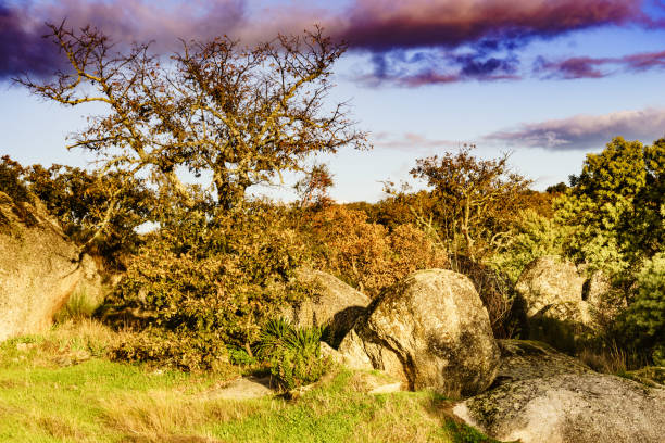 Autumn old oak tree against blue sky. Autumnal natural scenery.
