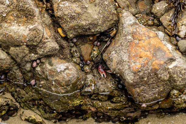 Stock photo of a Striped Shore Crab hidden in the rocks at Pescadero State Beach in San Mateo County, Northern California.