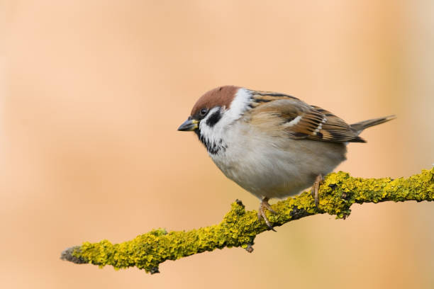 istock Bird - Tree sparrow Passer montanus, winter time Poland Europe 2162148980