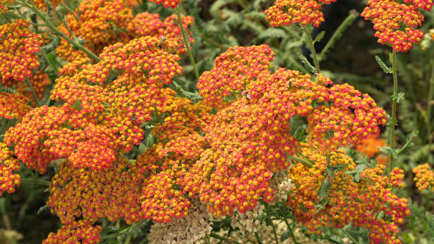 istock Orange yarrow or Achillea millefolium blooming in summer 2162149193