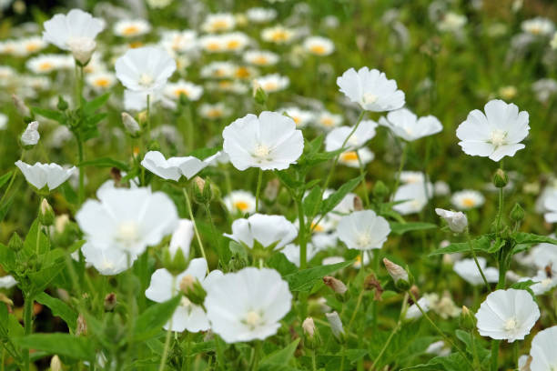 istock White flowered Poppy Mallow in bloom. 2162149422