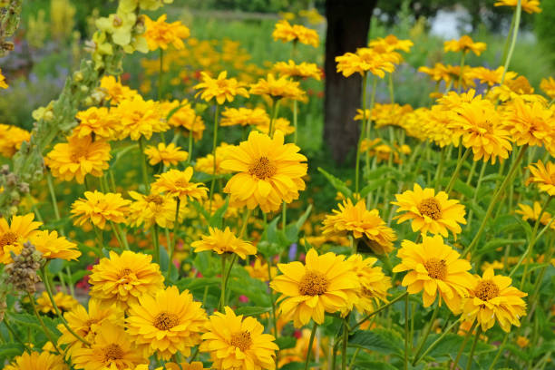 istock Yellow double Heliopsis helianthoides variety scabra, Sommersonne or Summer Sun, false sunflower in flower. 2162149887