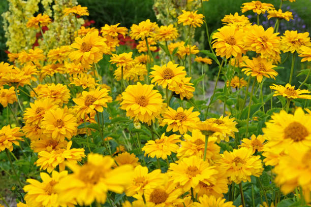 istock Yellow double Heliopsis helianthoides variety scabra, Sommersonne or Summer Sun, false sunflower in flower. 2162149890