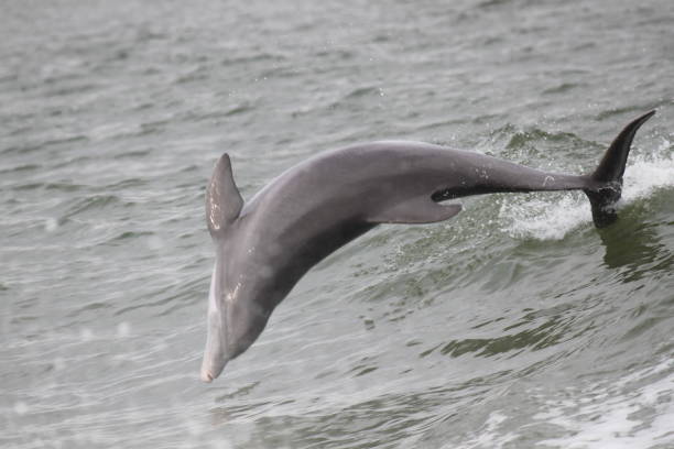 istock Dolphin Aquatic Mammal 2162150213