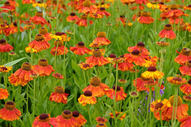 istock Orange Helenium sneezeweed Sahins Early Flowerer in flower. 2162150514