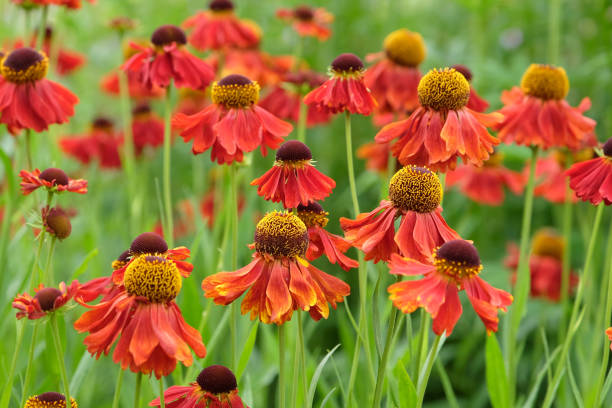 istock Red and orange Helenium sneezeweed Moerheim Beauty in flower. 2162150635