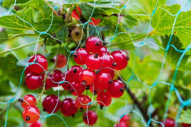 Red currants in the garden are covered with a bird net, macro photo.