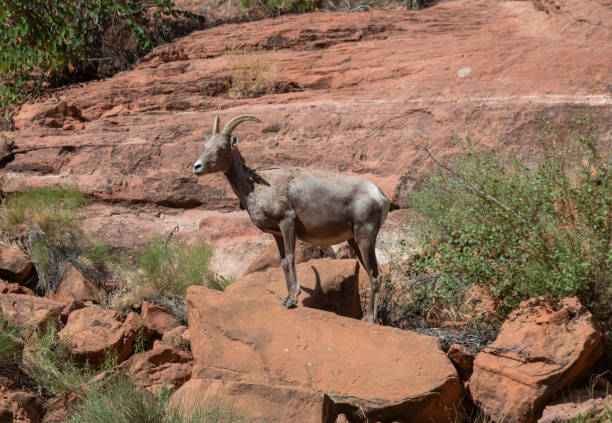 a desert bighorn sheep ewe in northern Arizona