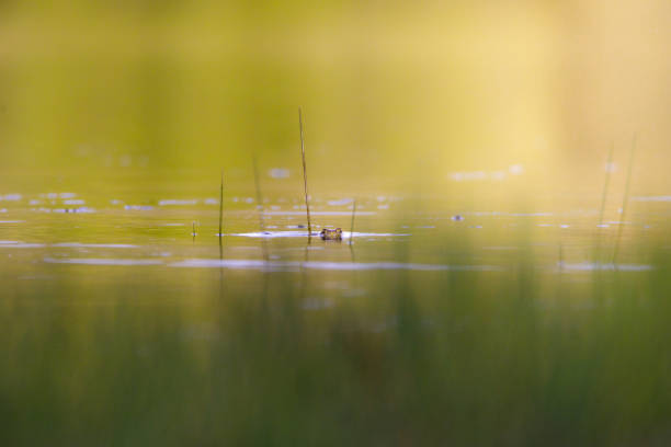 Image of a common frog submerged in a pond with its eyes sticking out above the water