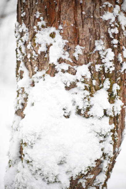 istock Birch trees during spring time. Snow melting in nature 2162153399