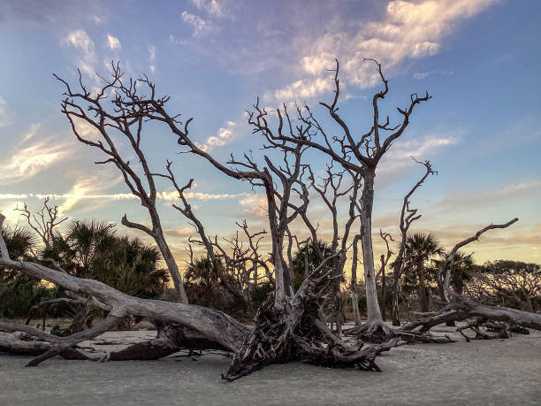 istock Sunrise at Driftwood Beach, Jekyll Island 2162156227