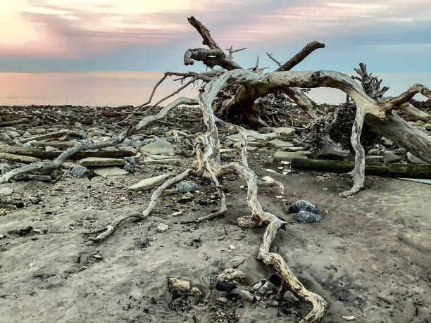 Sunrise on Driftwood Beach in Jekyll Island, Georgia. Often described as one of the most beautiful beaches in the world, Driftwood Beach is littered with fallen trees which gather by the surf as erosion takes place on Jekyll Island.
