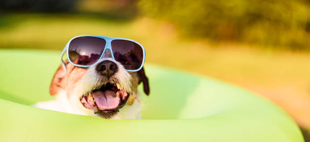 istock Dog at beach wearing sunglasses inside swimming float circle on summer day. Panoramic background. 2162156517