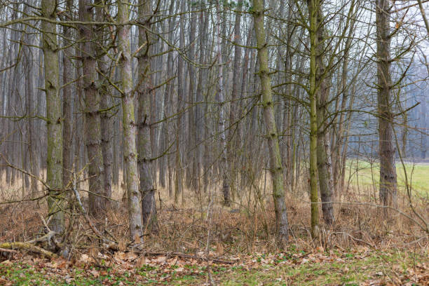 Foggy pine tree forest during a cold winter day with small trees in the foreground and large trees in the background.