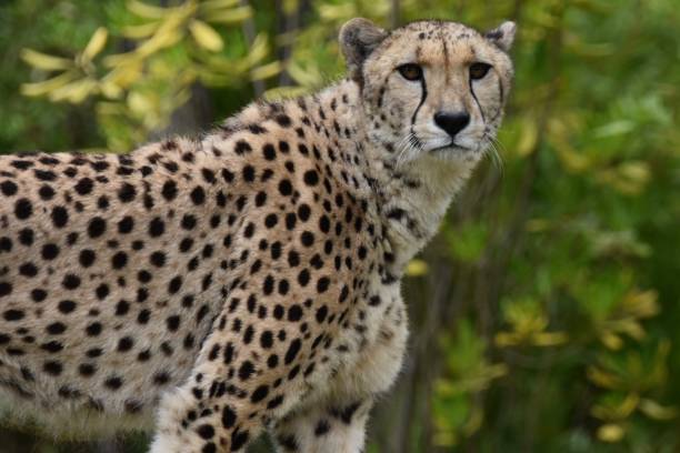 istock A cheetah looking in its right side, into the nature 2162157231