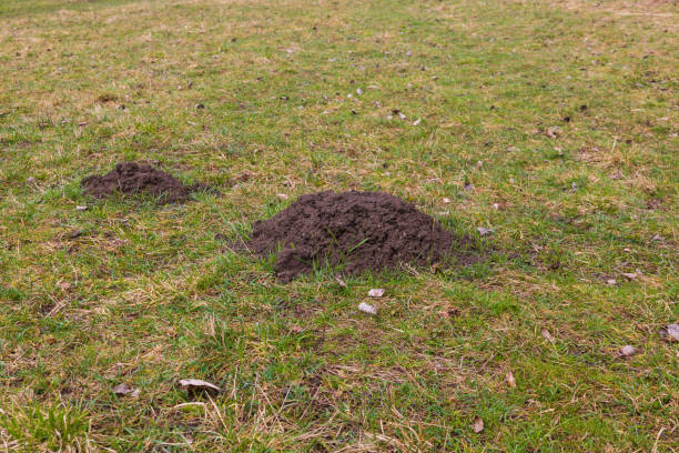 Caught european mole inside a trap placed on mole hill