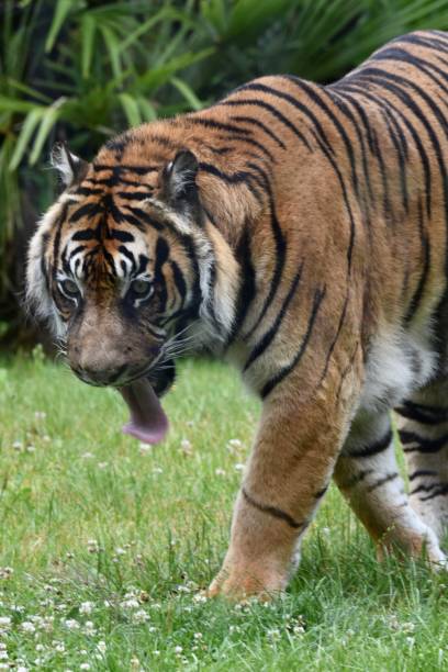 istock A tiger moving into the grass and pulling its tongue 2162157549