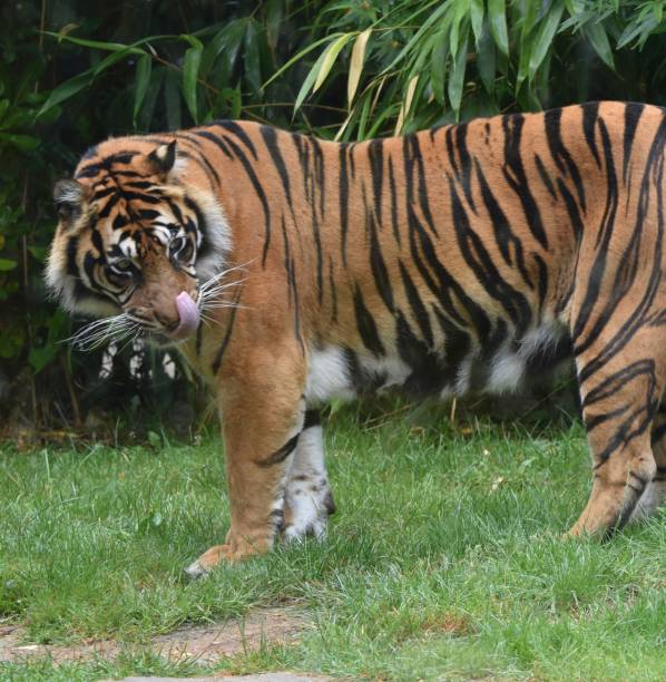 A tiger looking on its back and licking his lips with his tongue