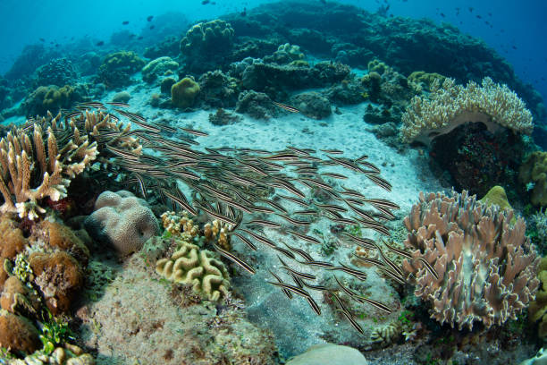 istock Juvenile Striped eel catfish on Coral Reef 2162158222